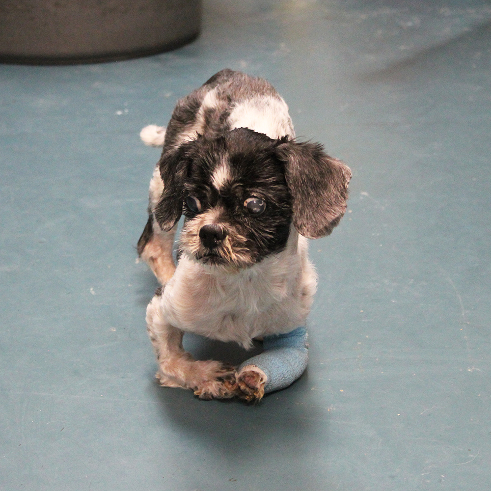 a dog with a broken leg