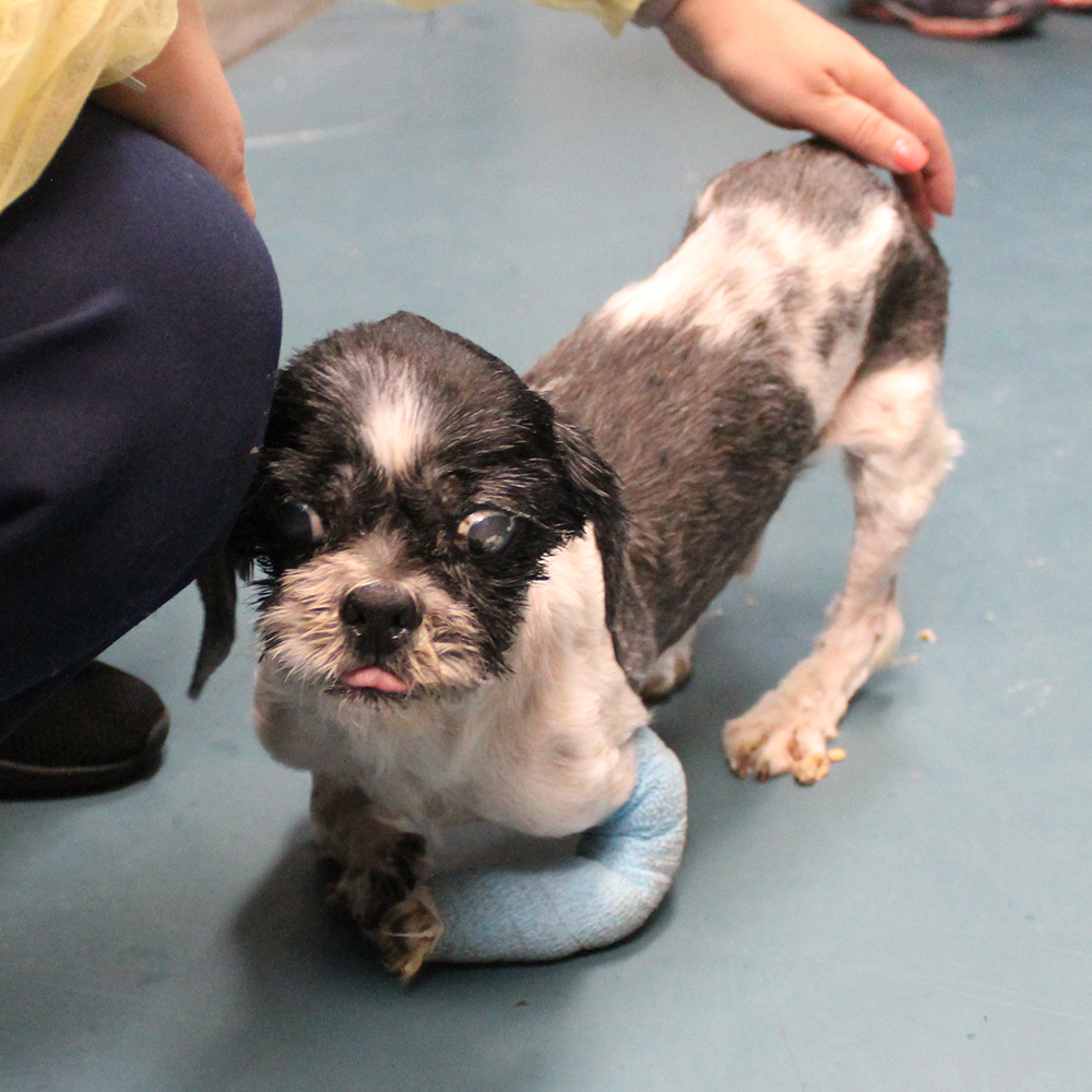 a dog standing on a blue object