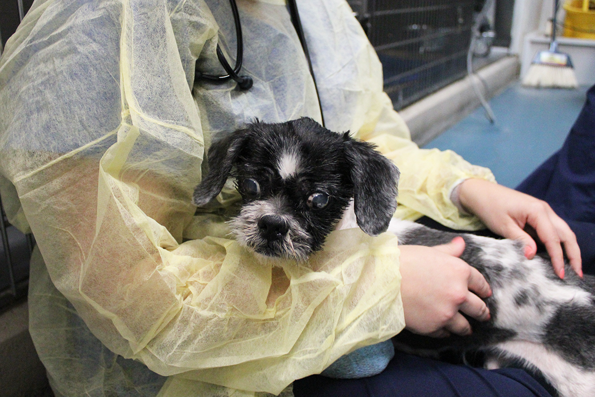 a person holding a dog