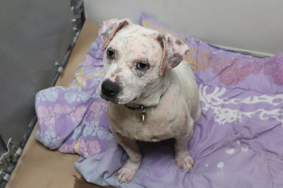 hmh-dozer-in-recovery-ward-img7274-092518