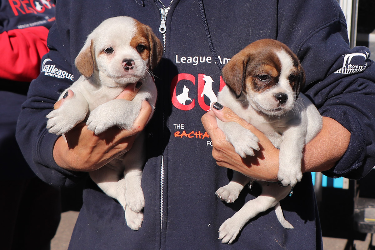 Collaborative Effort Saves 57 Dogs and Pups | Puppy Mill ...