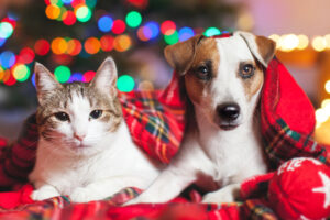 Holiday Pet Safety
