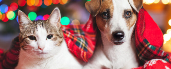 Holiday Pet Safety