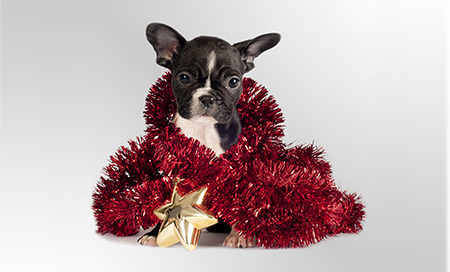 a dog wearing a red and gold tinsel