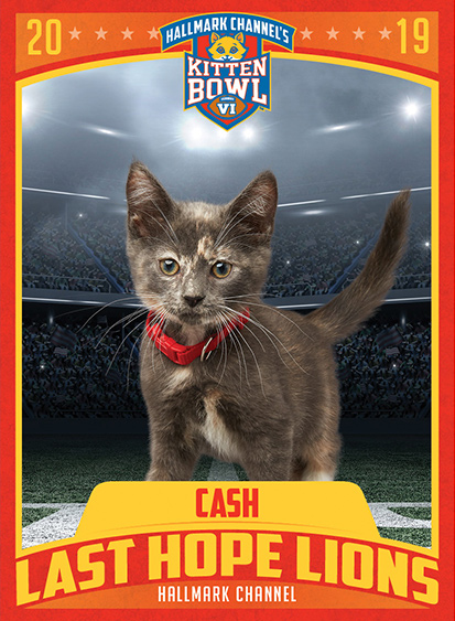 a cat standing on a football field