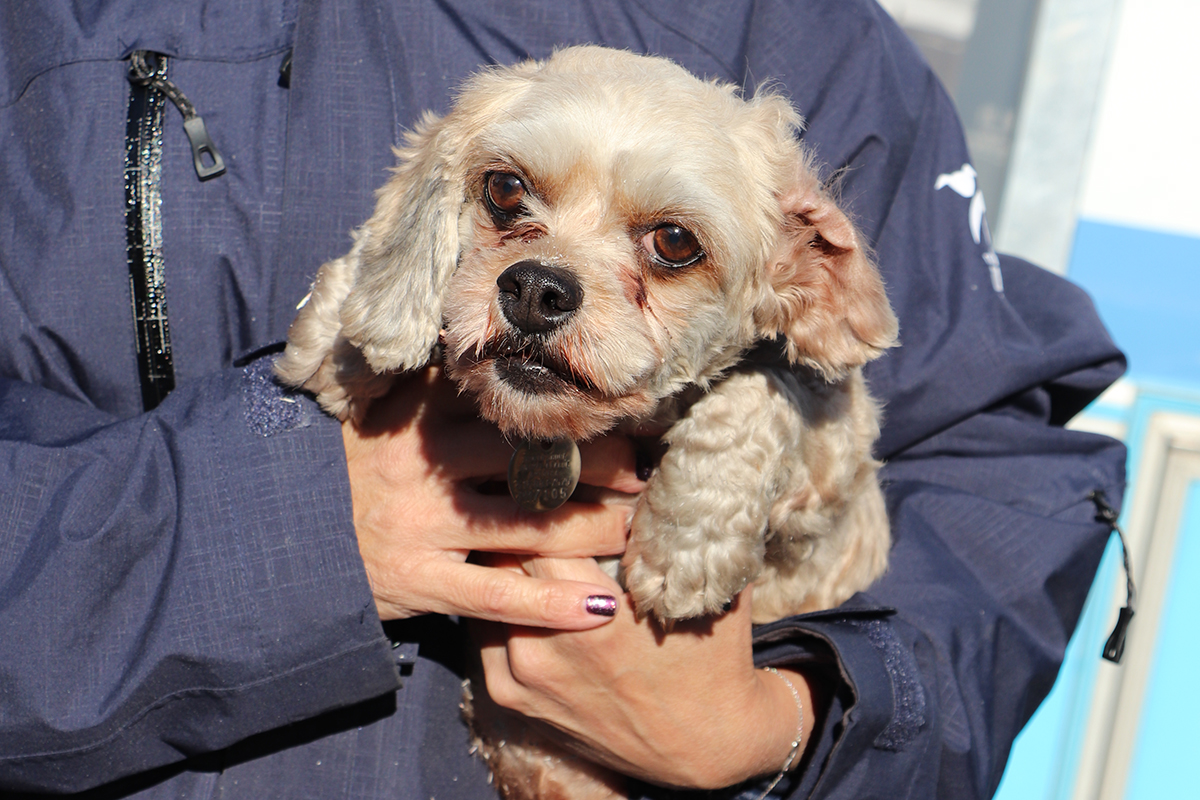 a person holding a dog