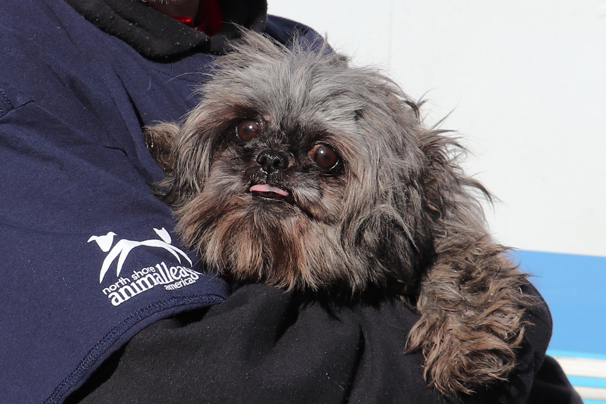 a dog on a person's shoulder