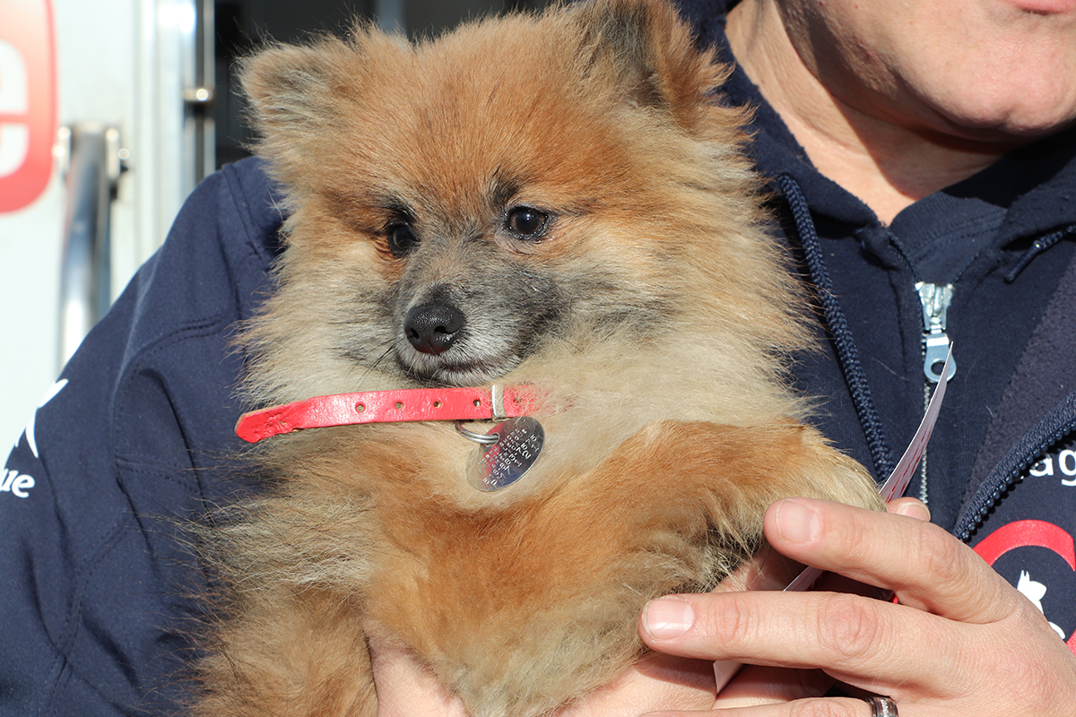 a person holding a dog