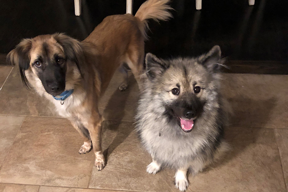 adoption-story-bean-and-rocky-at-home