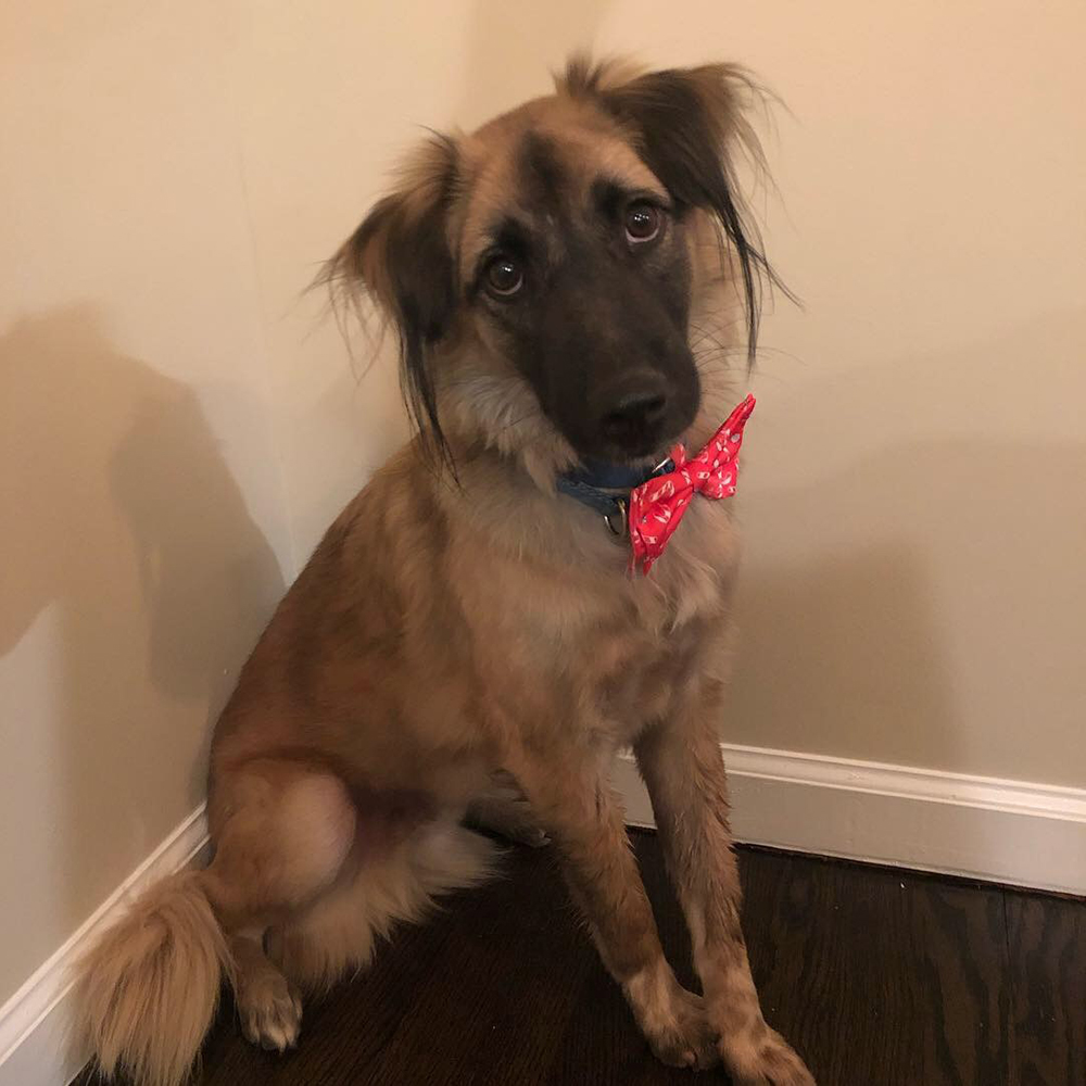adoption-story-bean-in-red-bowtie