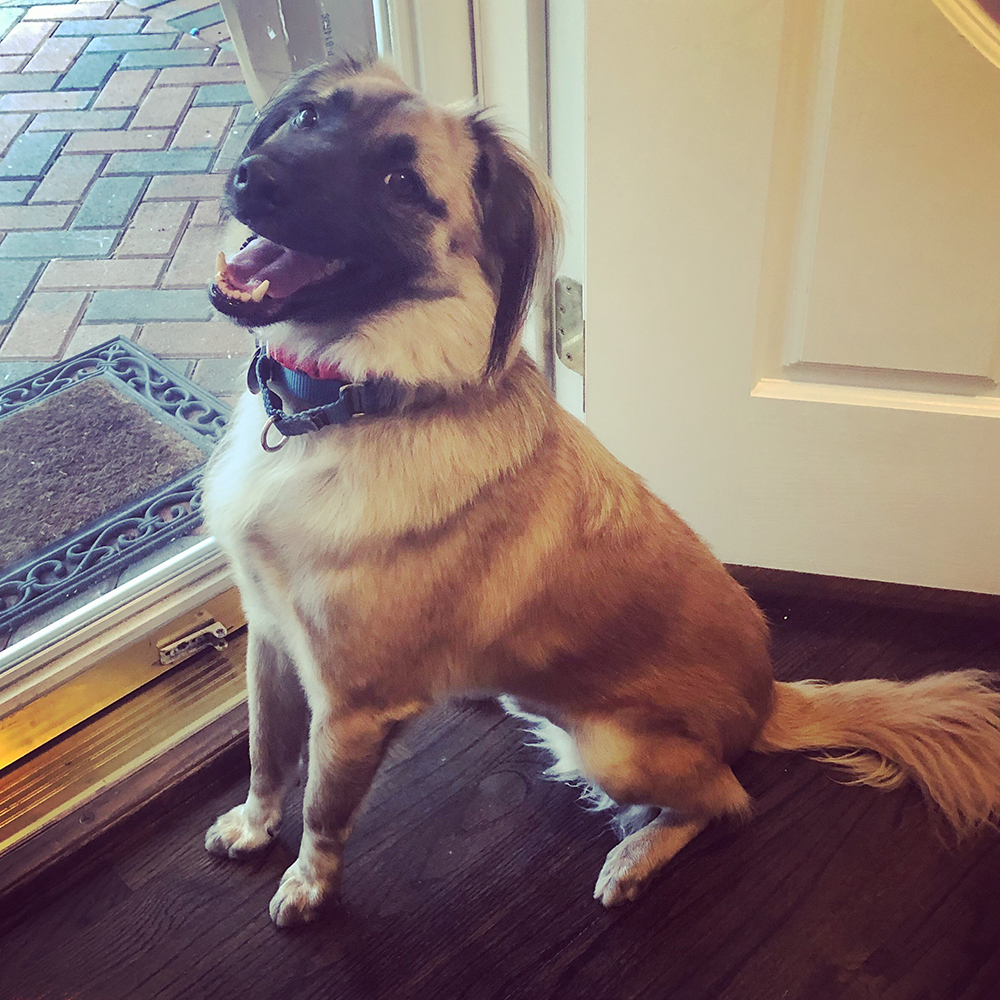 adoption-story-happy-bean-at-door