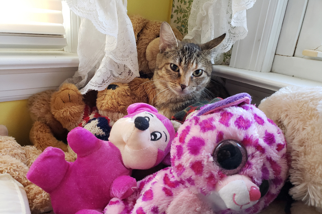 a cat sitting on a pile of stuffed animals