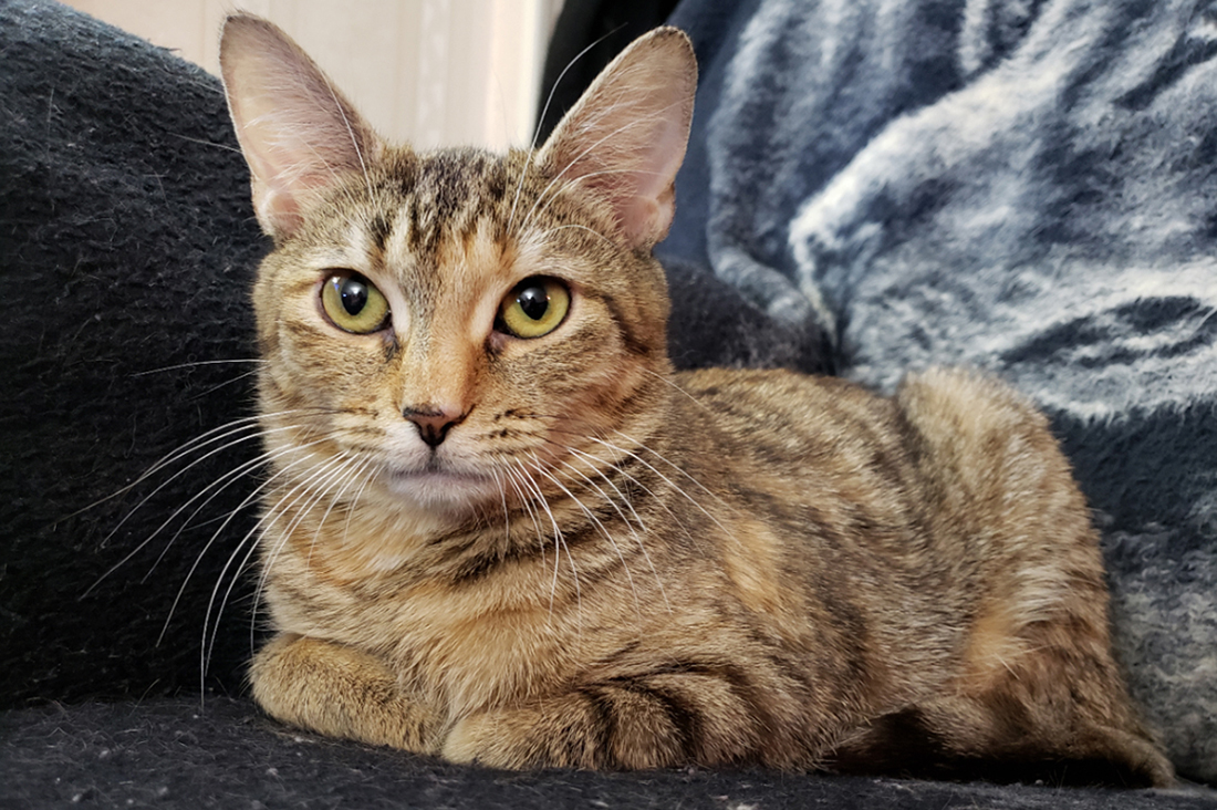 a cat lying on a couch