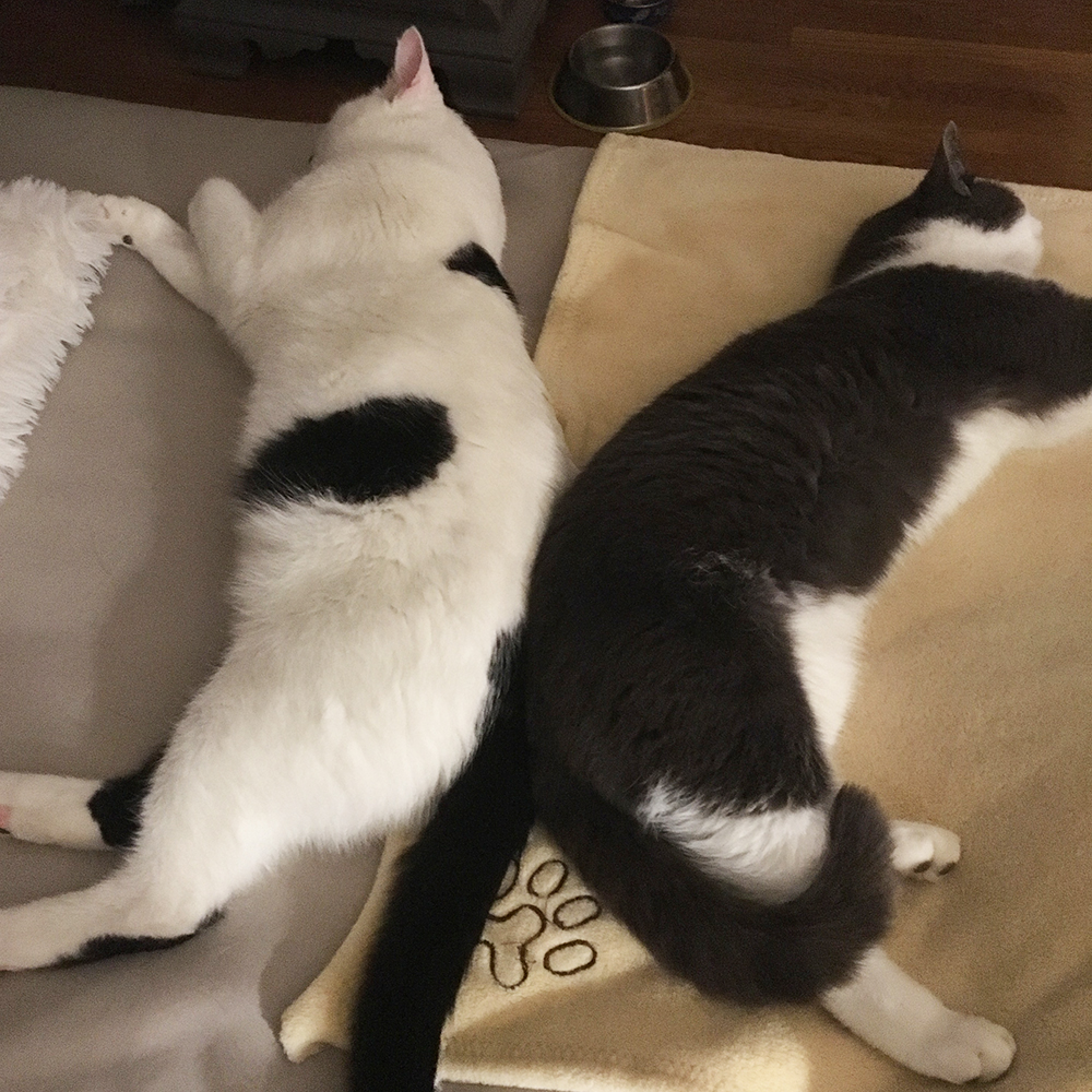 two cats lying on a bed