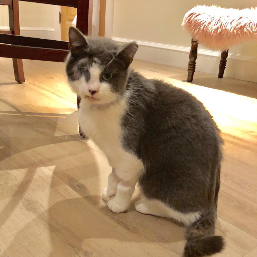 a cat sitting on a wood floor