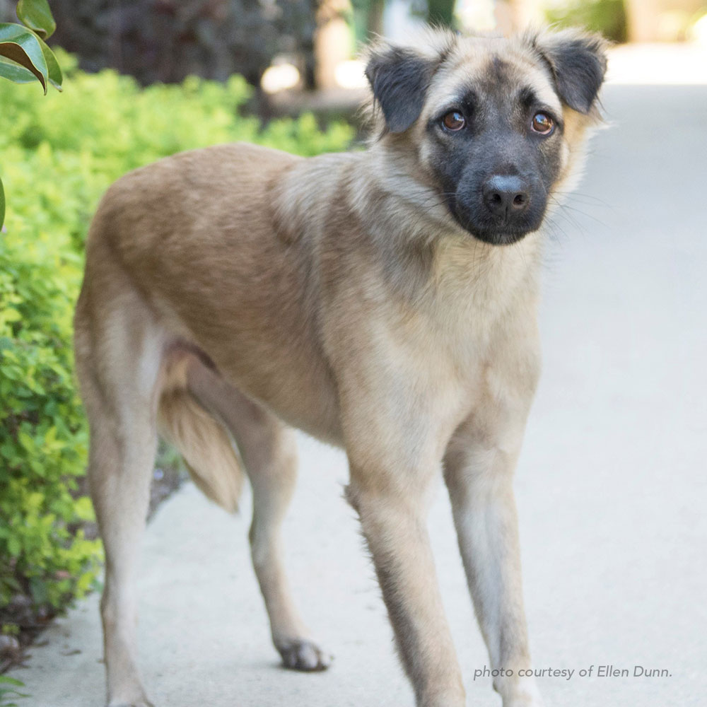 ir730-bean-shepherd-tan-ed