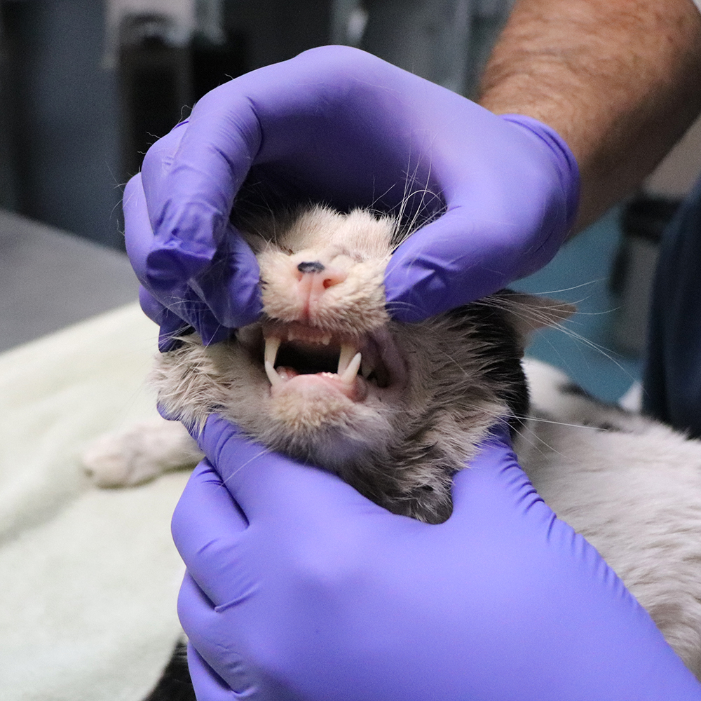 a person holding a cat's mouth