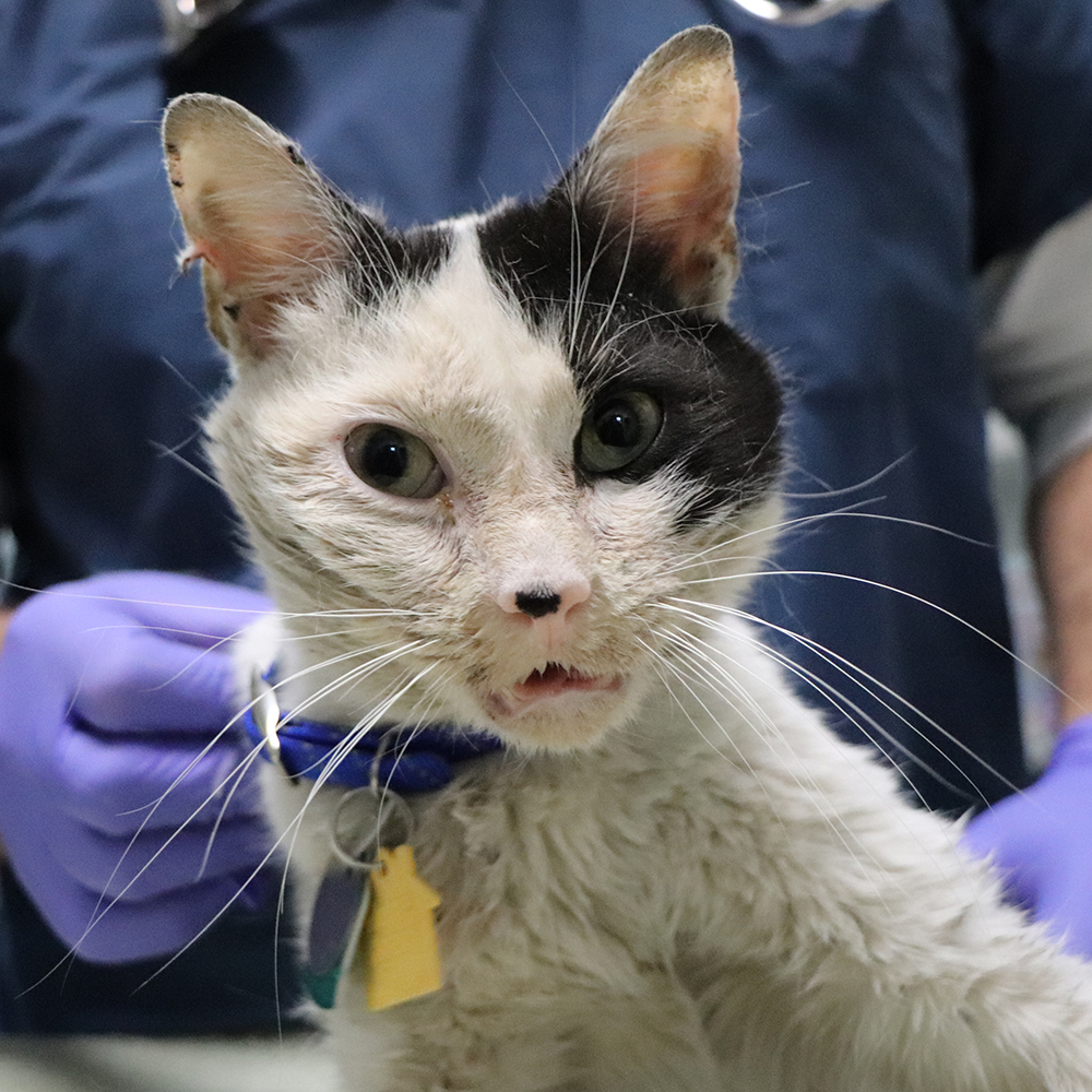a cat with a yellow tag on its collar