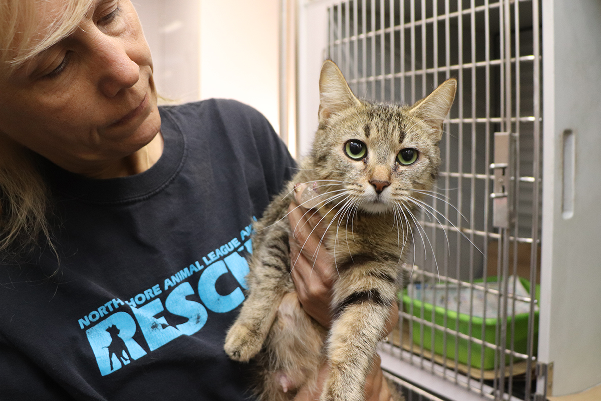 New Partnership in North Carolina Helps Bring 17 Cats and Kittens to Safety  | Rescue | Animal League