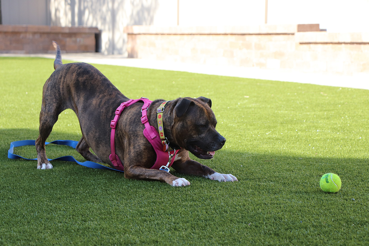 a dog lying on grass