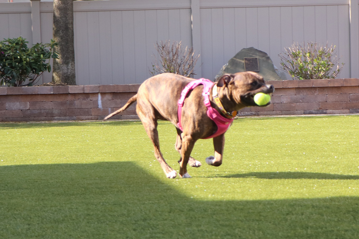 a dog with a tennis ball in its mouth
