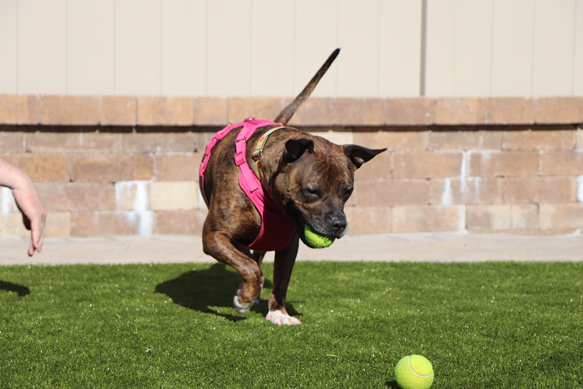 a dog with a tennis ball in its mouth