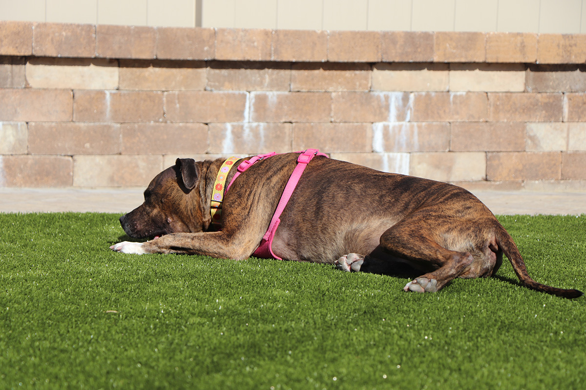 a dog lying on grass