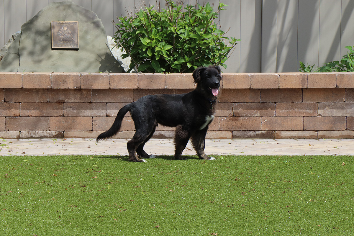 a dog standing on grass