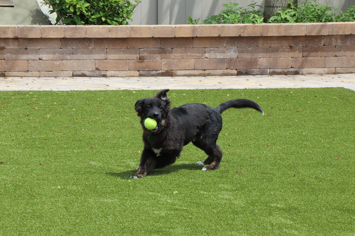 a dog running with a ball in its mouth