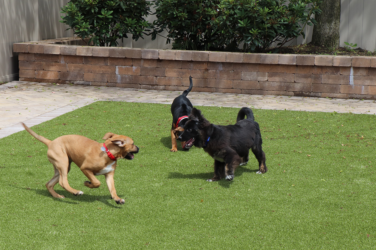 a group of dogs playing on a lawn