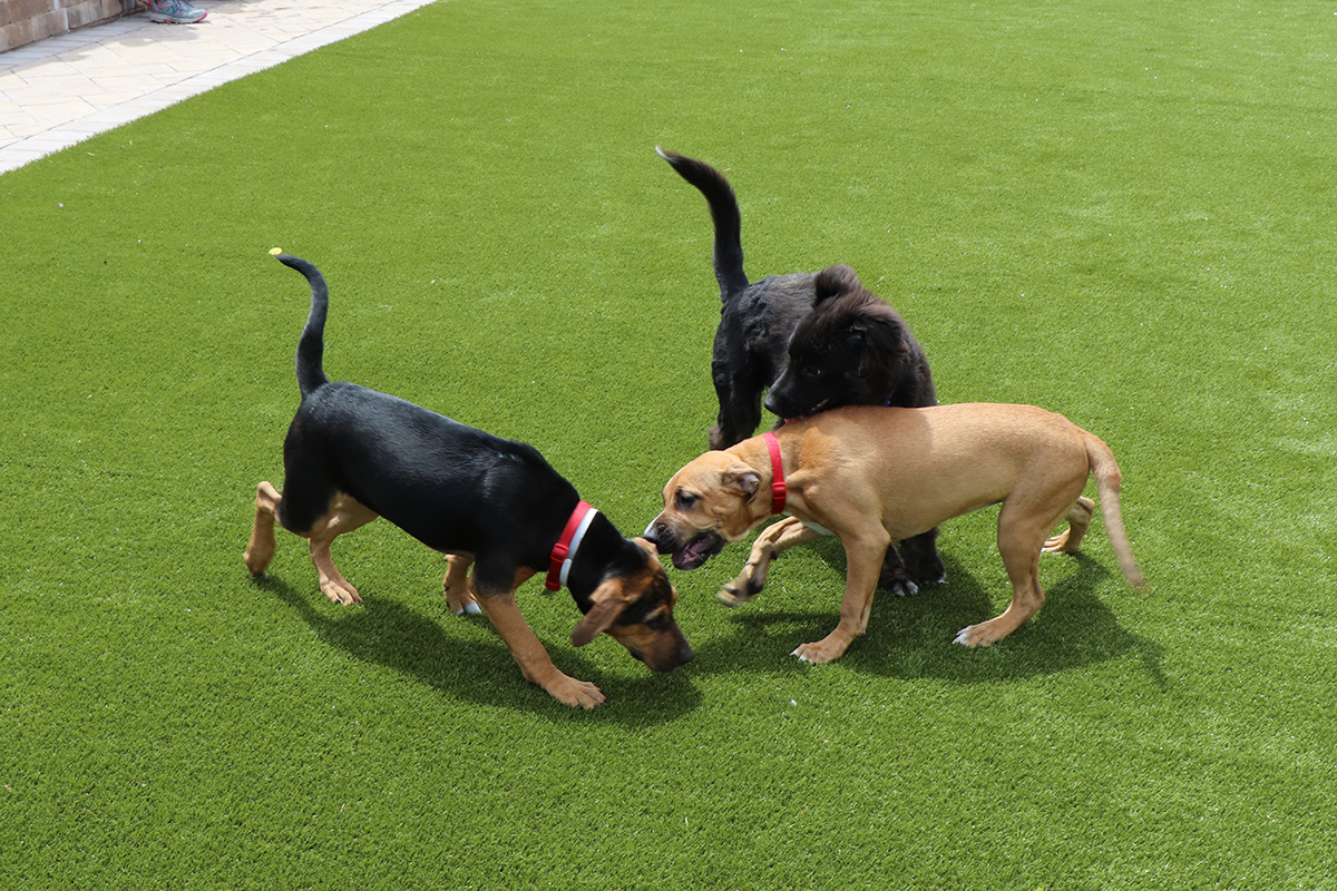a group of dogs playing on a grassy field
