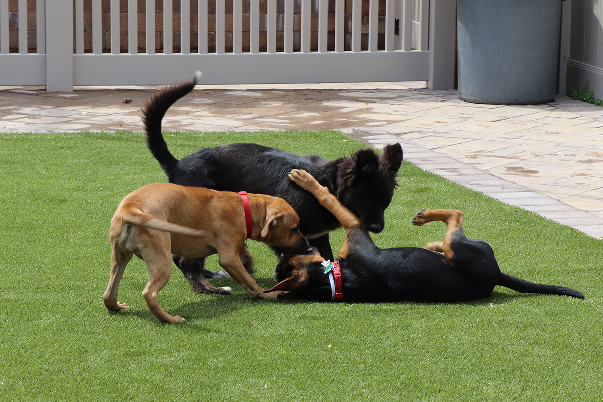 a group of dogs playing on grass