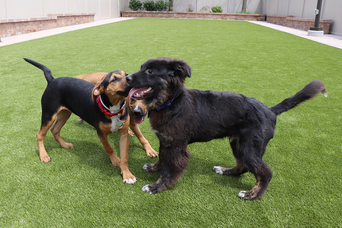 two dogs playing on a grass field