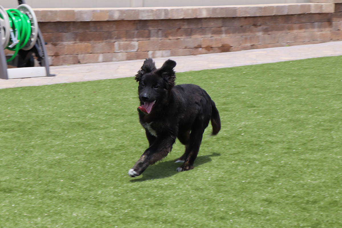 a dog running on grass