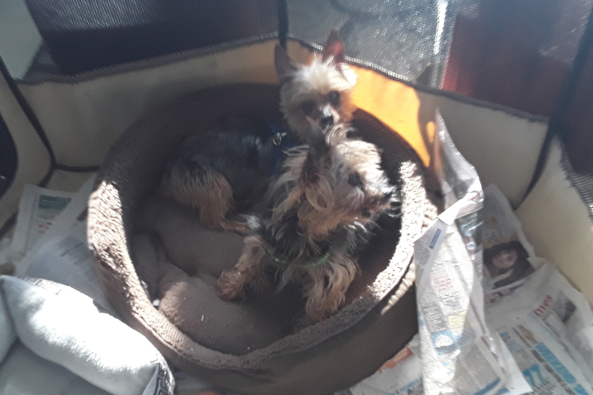 yorkie-sisters-at-heart-jewel-tessie-playpen-img5v2