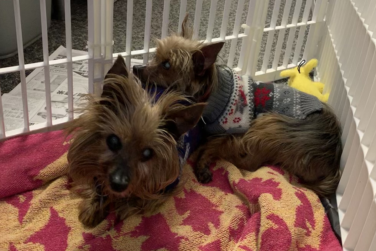yorkie-sisters-at-heart-office-pics-img0125v2