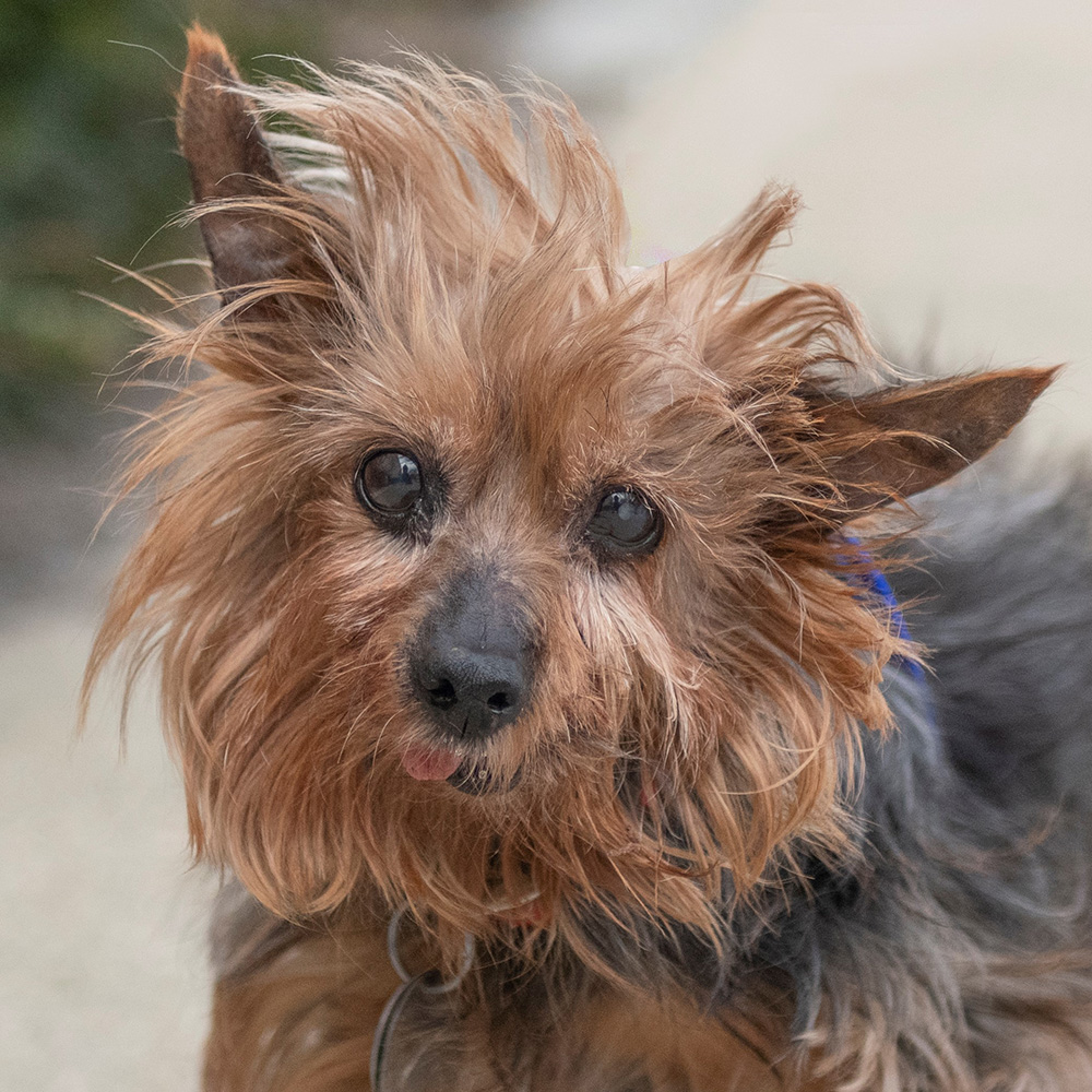 yorkie-sisters-at-heart-office-pm7245-jewel