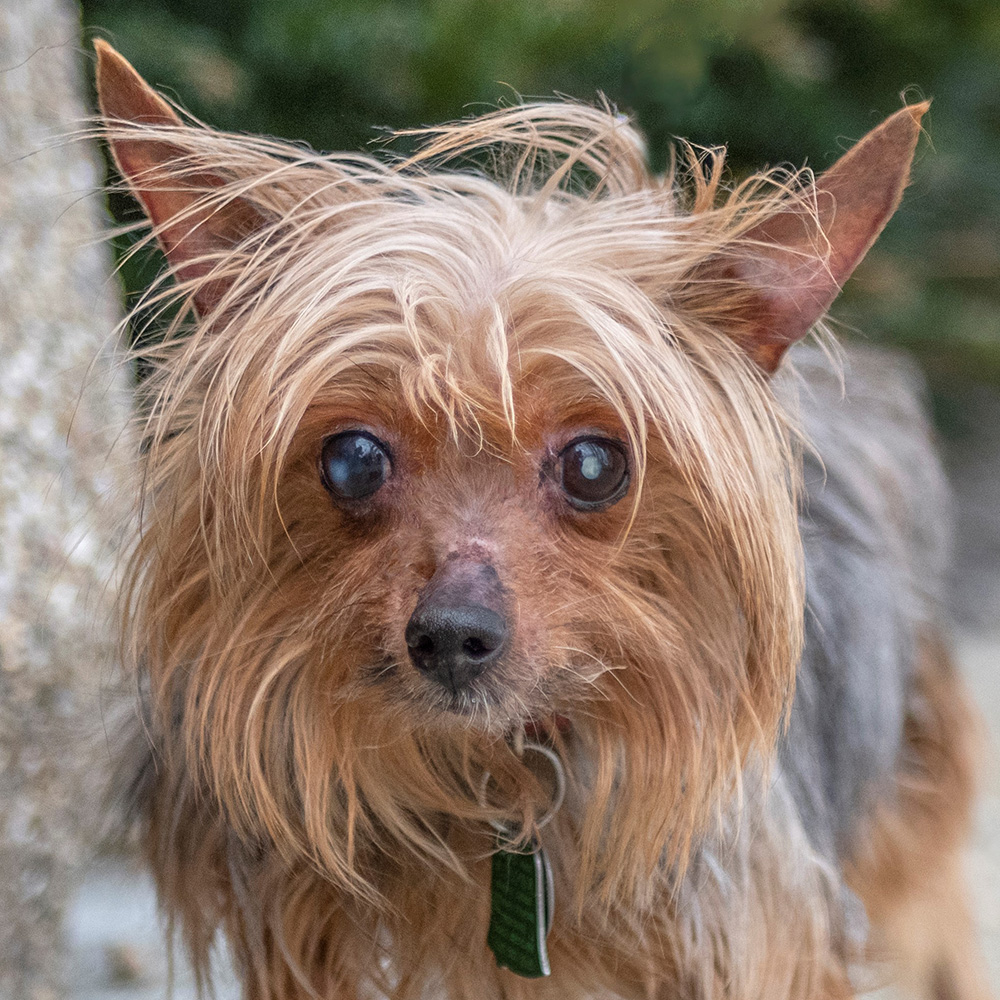 yorkie-sisters-at-heart-office-pm7246-tessie