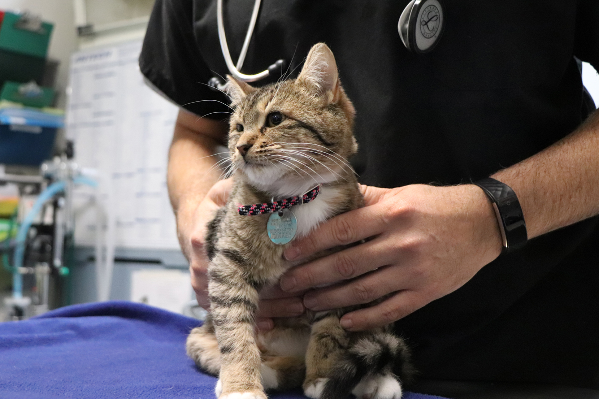cat_flea_tick