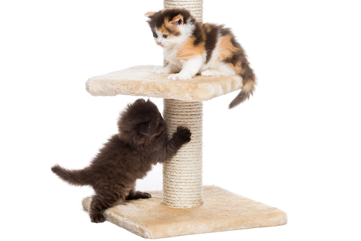 cats_on_post