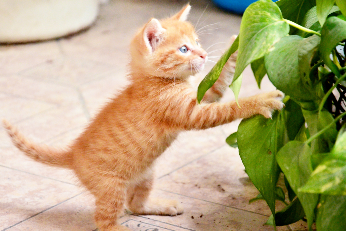 Kitten playing in plants