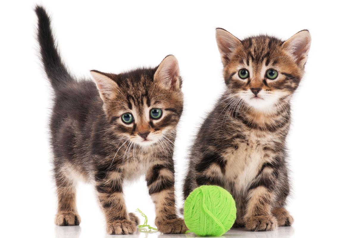 Cute kittens