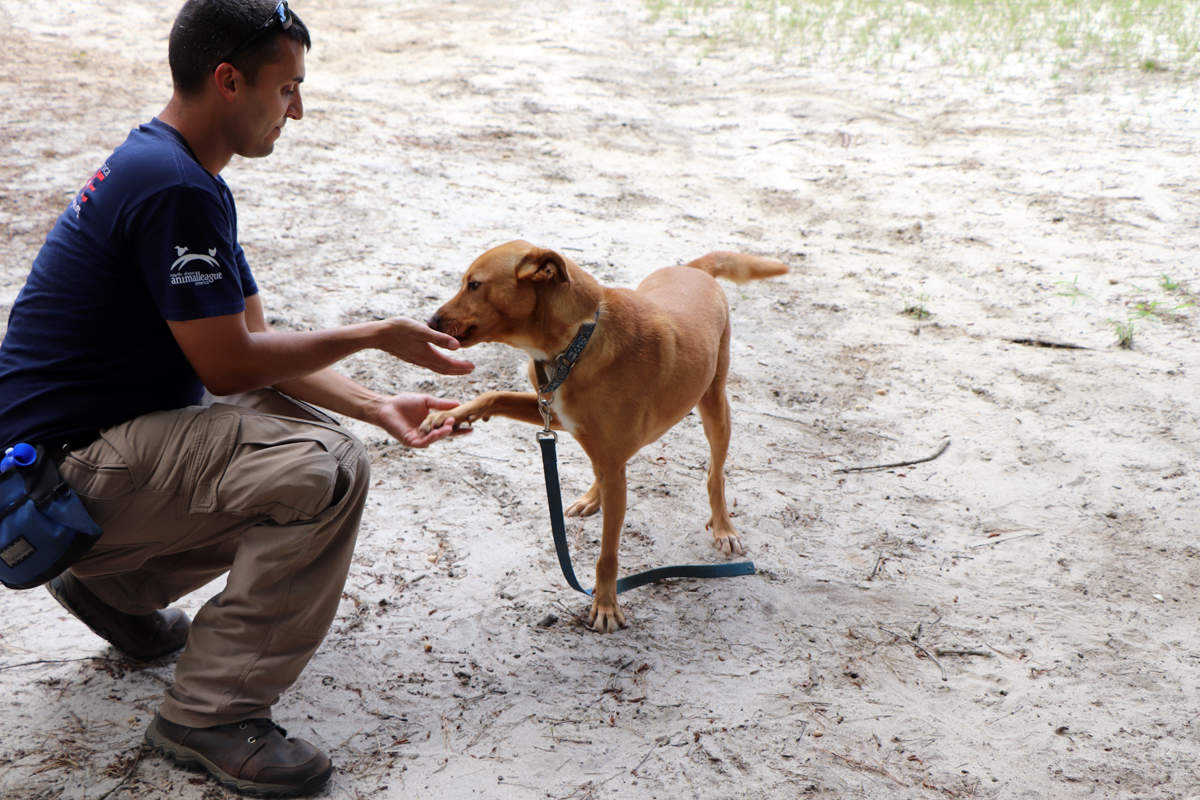 dog_training_come_or_here_command