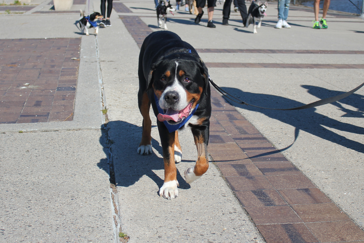 dog_training_on_leash