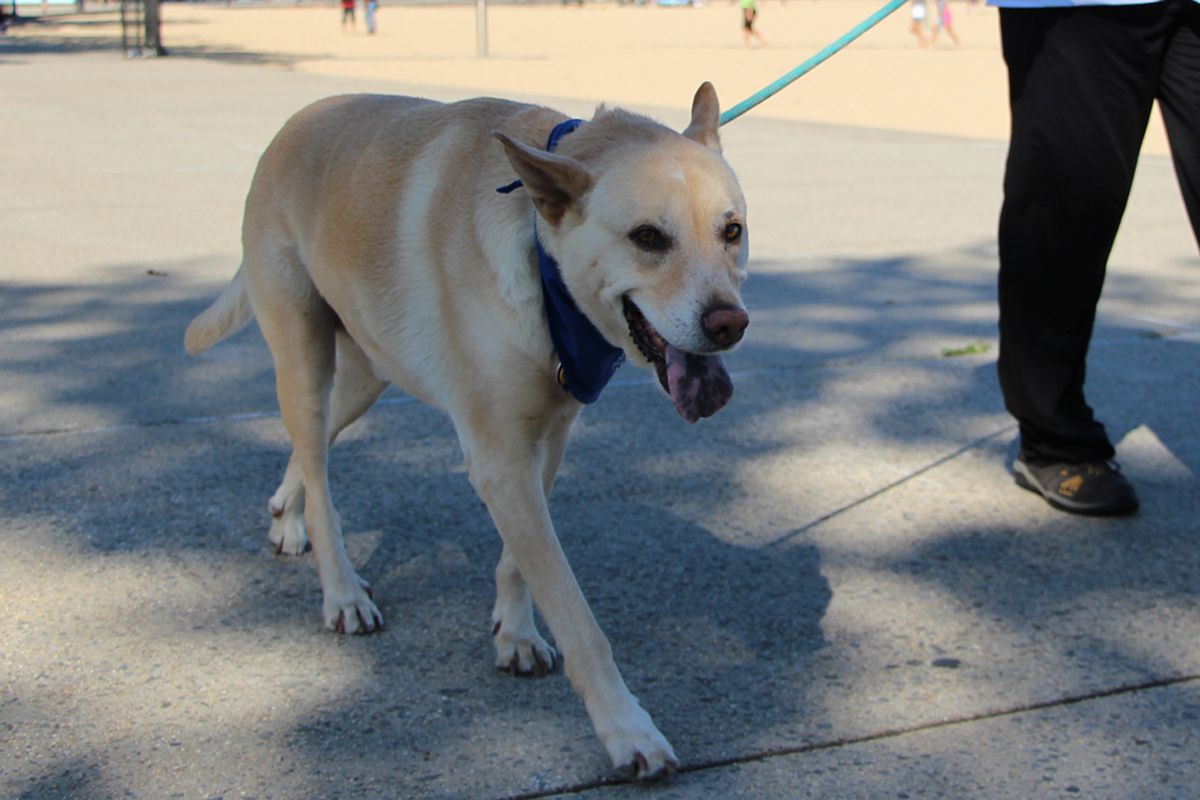 Dog_on_leash