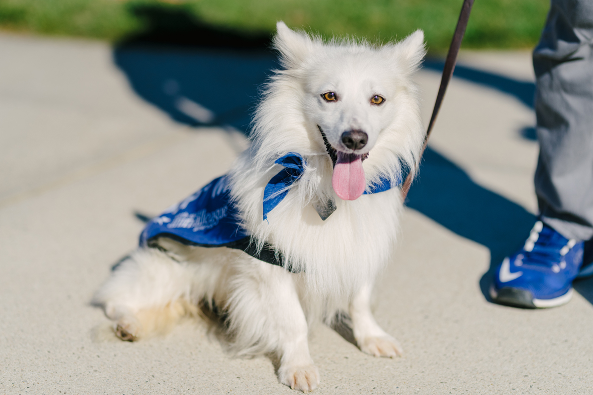 dog_training_sitting