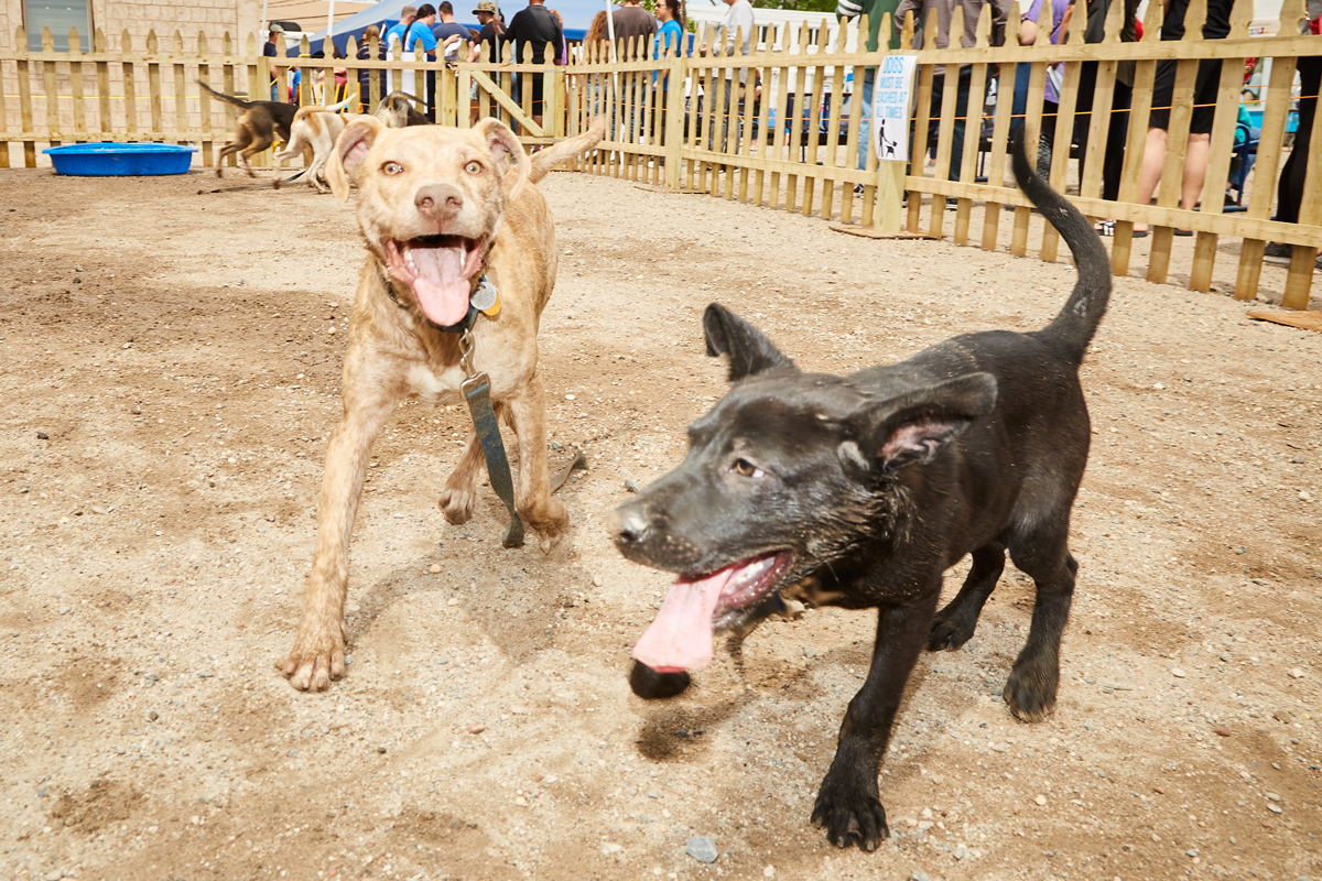 dog_training_socialization