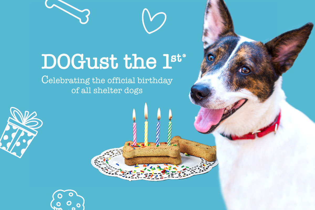 Celebrate DOGust the 1st Events Animal League