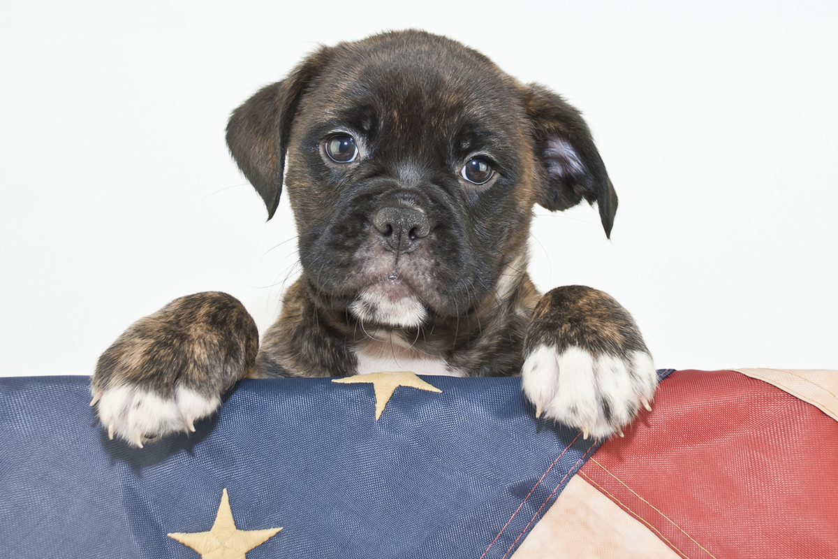Patriotic Puppy