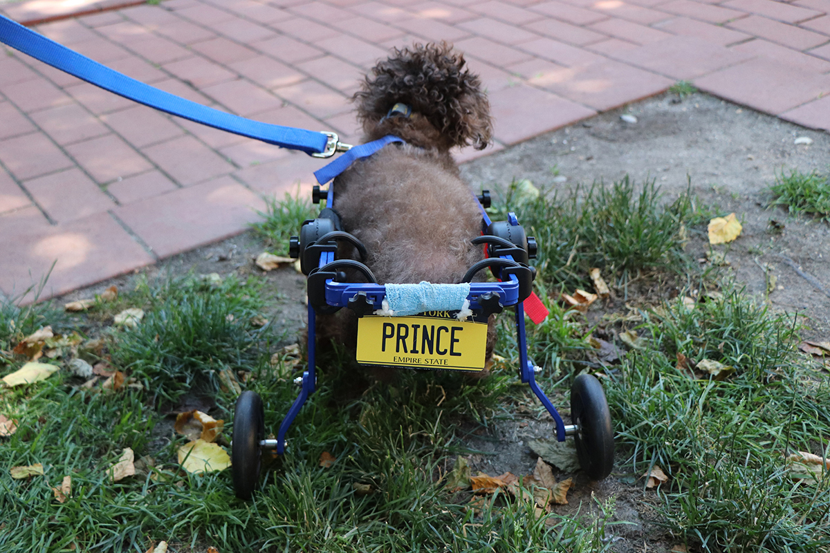 Prince